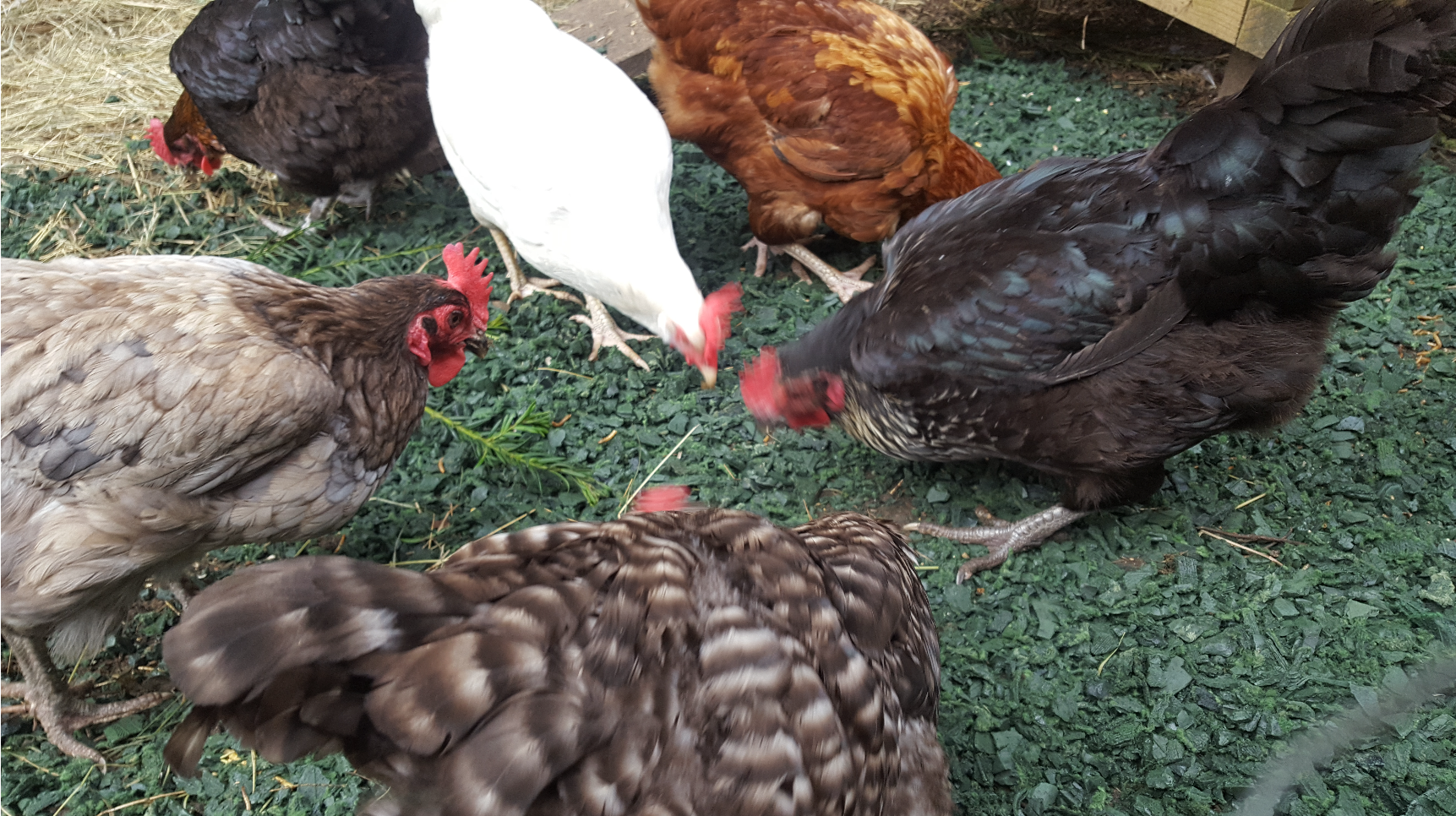 rubber chippings for chickens