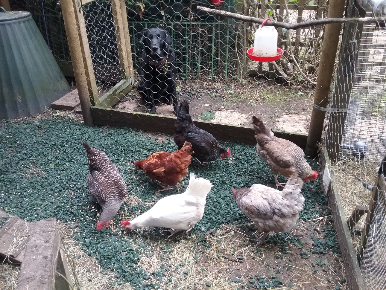 rubber chippings for chickens